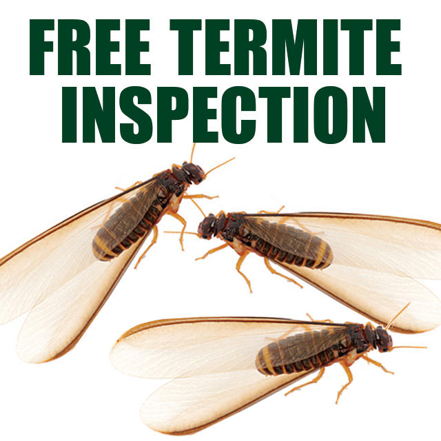 Images Kilter Termite and Pest Control