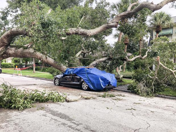 Images Busy Bee Tree Service Fairfax