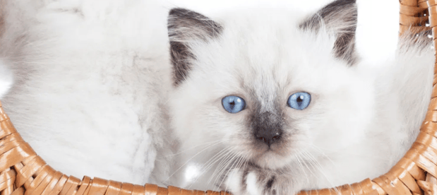 Images New York Ragdolls