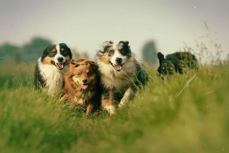 Images Thorsheim Hundehotell