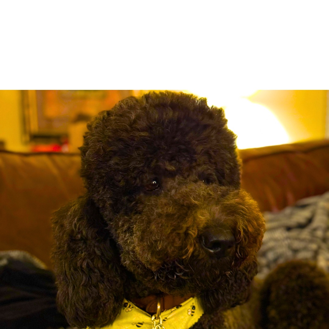 Doodle Me This Kingston and Hamilton LLC Image