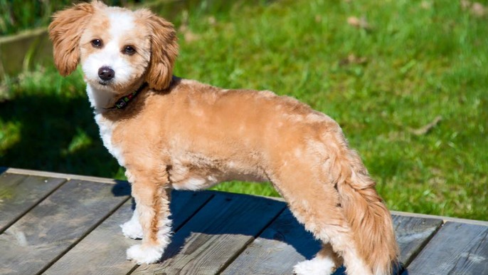 Images 4 Tassarnas Trim AB