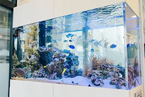 Images 目白マリア歯科