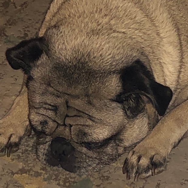 Images Melrose La Brea Animal Hospital