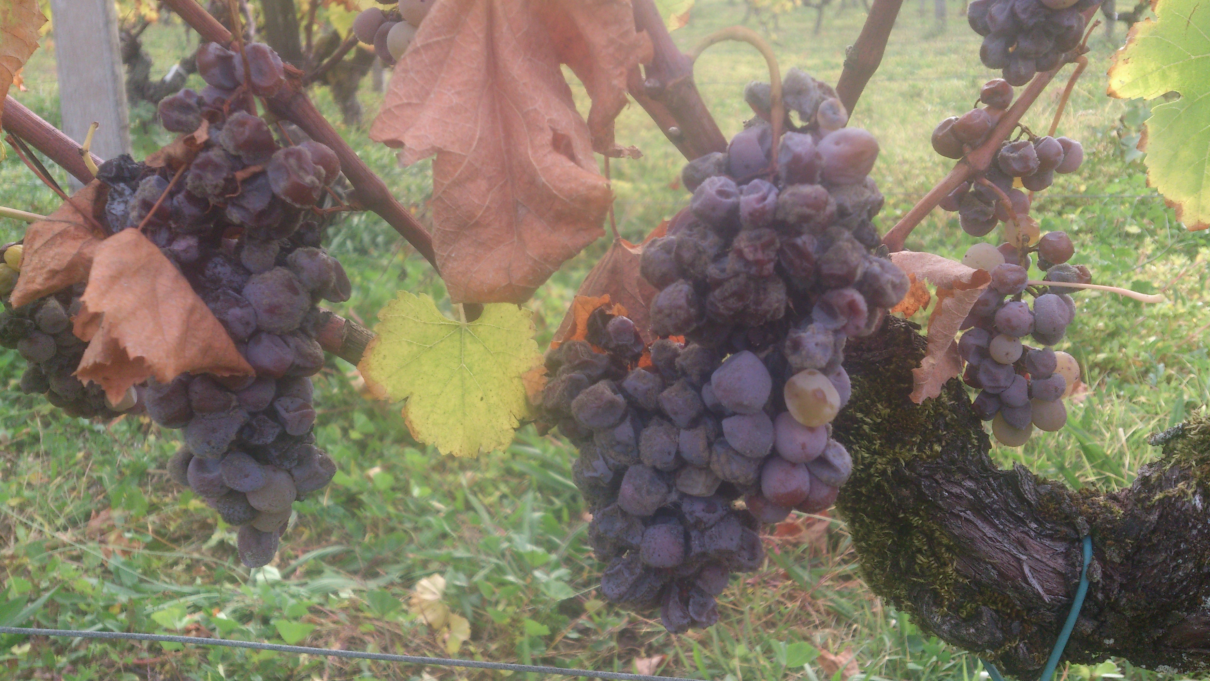 Grappe pourriture noble
Domaine de la gauche