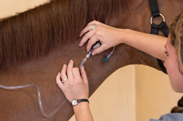 Images Palm Beach Equine Clinic