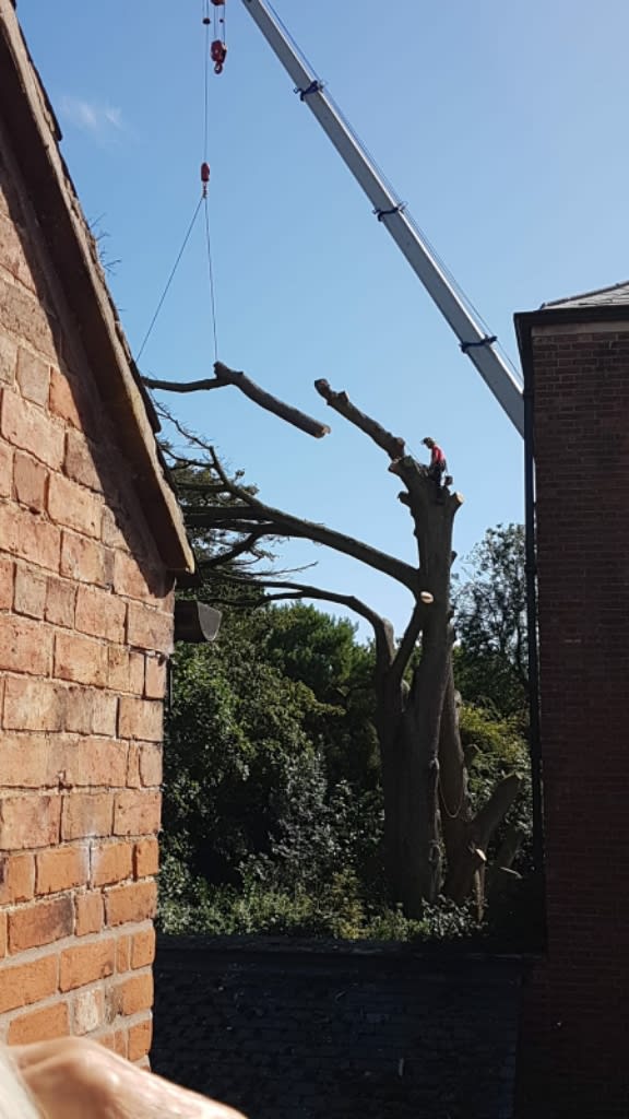 Images Dalby Tree Care