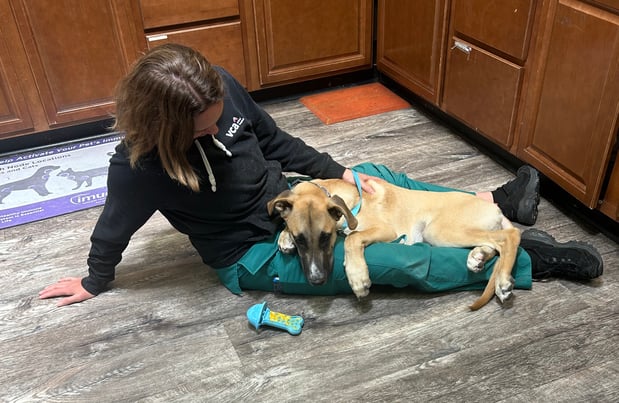 Images VCA Milliken Animal Hospital