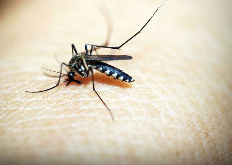Images Biologic - Disinfestazioni Professionali