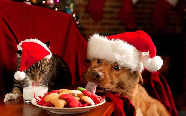 Images Essential Pet LLC
