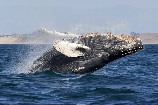 Images Holiday Inn Express at Monterey Bay by IHG