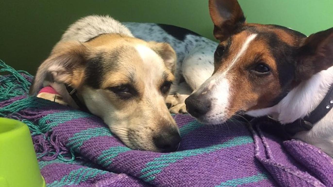 Images Aabybro Dyrehospital ApS