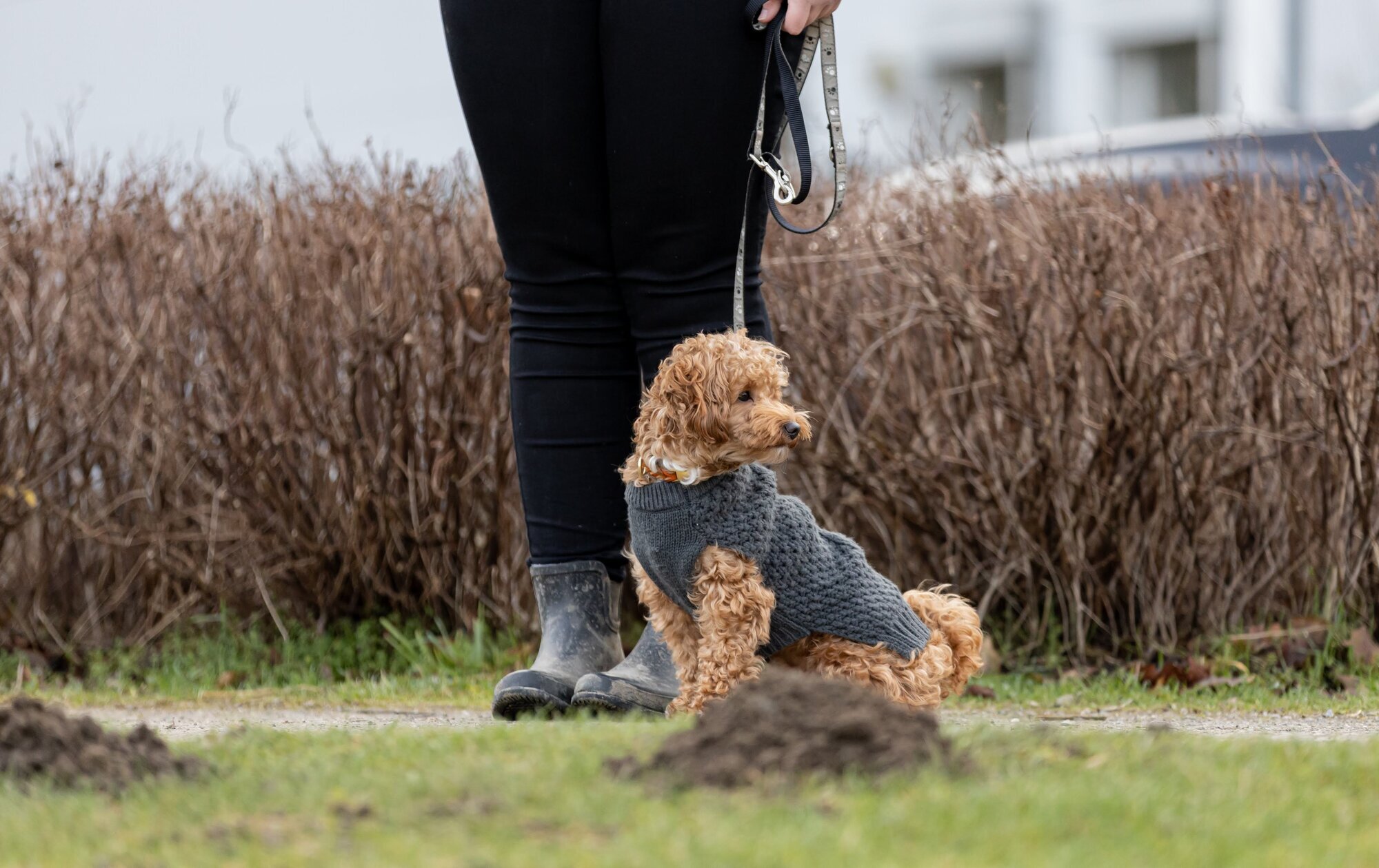 Hundetraining Zum Dream-Team in Castrop-Rauxel