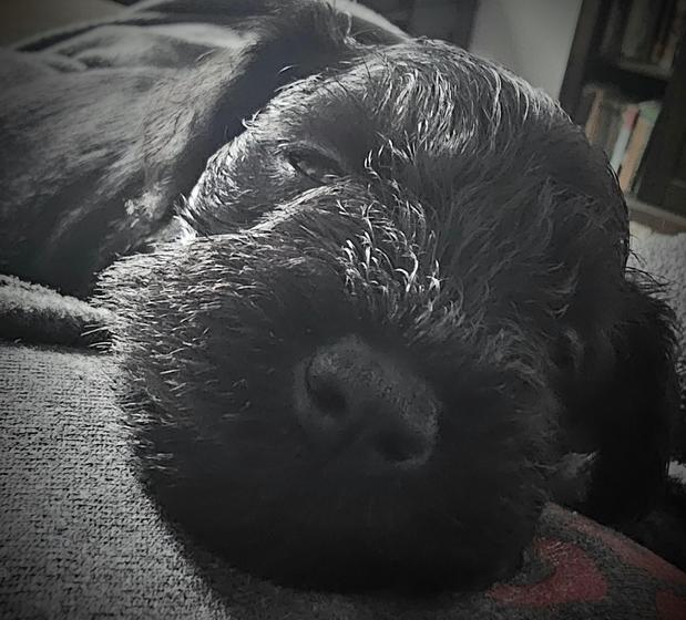 Images A'Lord Miniature Schnauzer