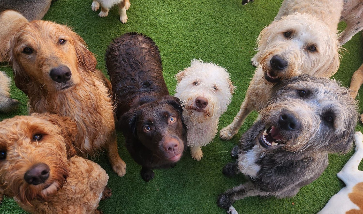 Bayside Pet Resort Image