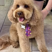 Lux Fur Pet Salon Image