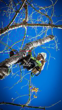 Images King Tree Service
