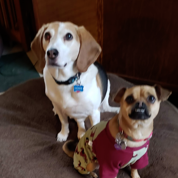 Images Danny's Pet Care LLC
