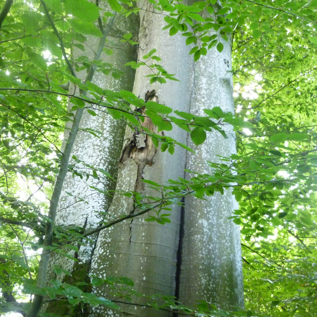 Mayr Landschafts- & Golfplatzpflege, Unterfeldweg 4 in Kochel