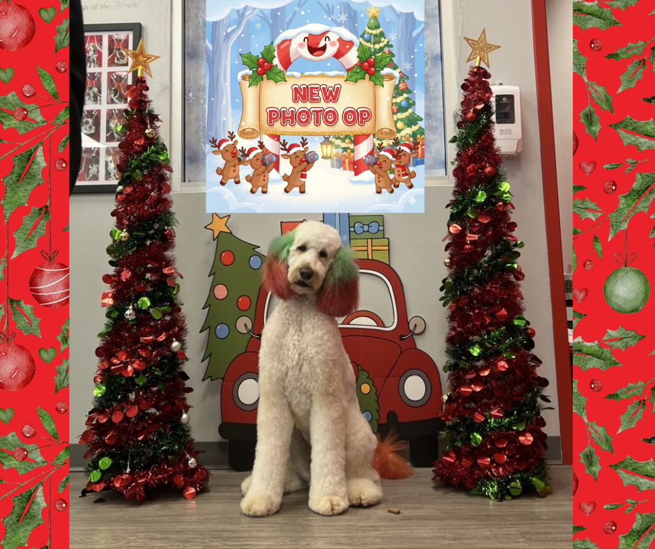 The Dog Stop - Katy Image