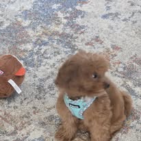 Images Canine Harmony