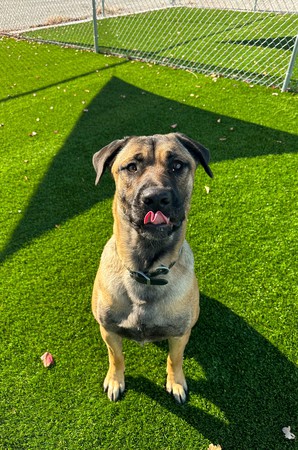 Images Feeders Pet Supply Boarding & Daycare