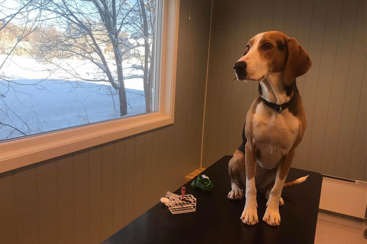 Images Dyrlegen i Heradsbygd