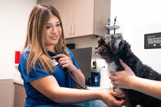 Images VCA Veterinary Hospital of Leon Springs