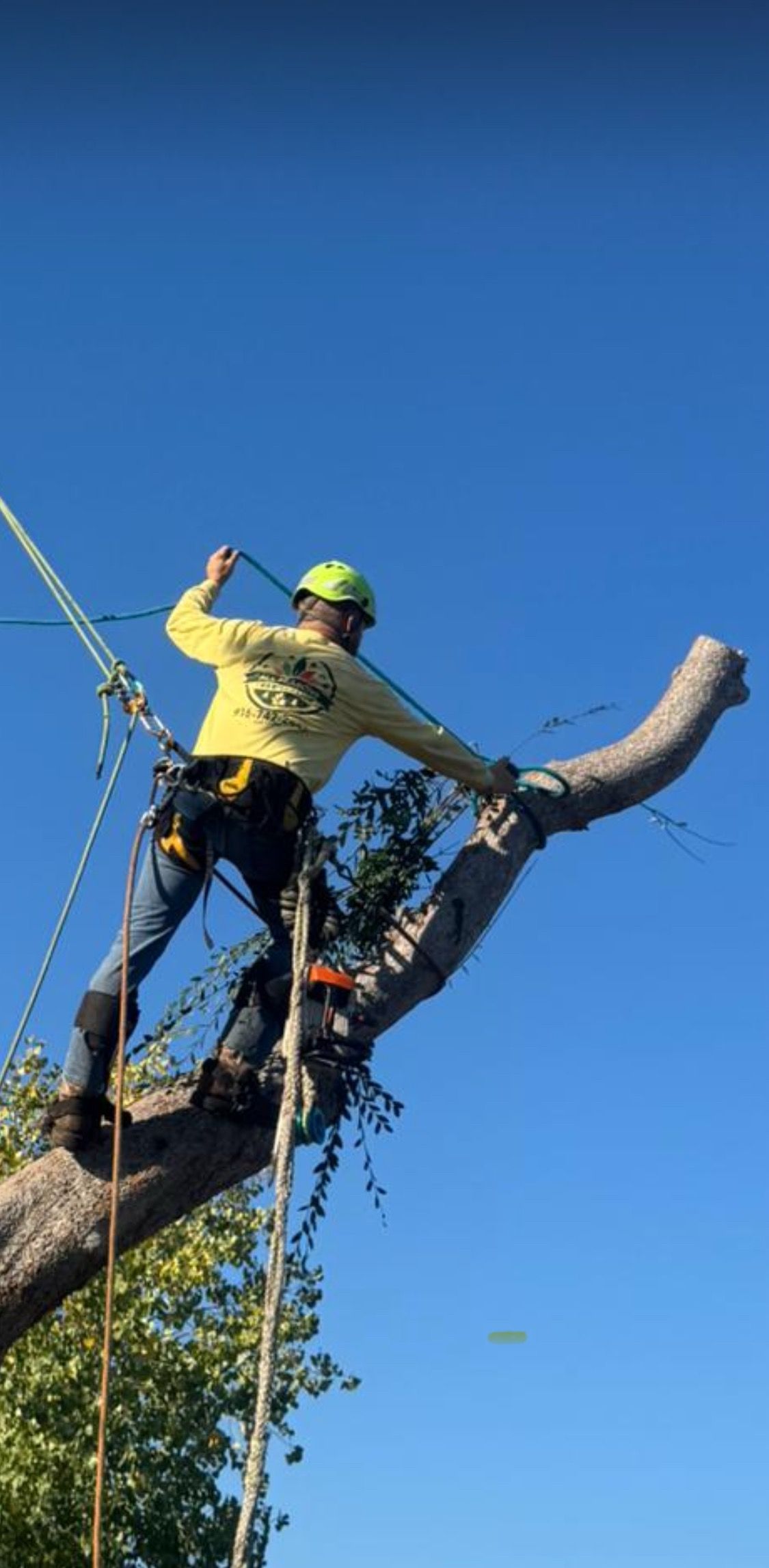 An arborist wearing helmet and harness stands high on a tree trunk, securing a rope around a large branch section during controlled tree removal under clear blue sky.