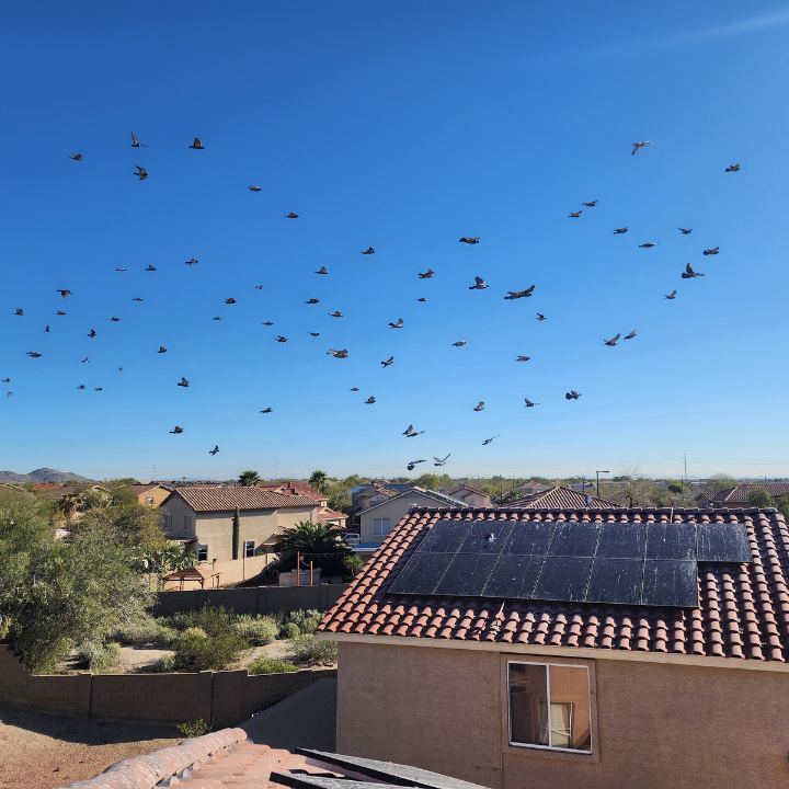 Images Bacman Pest Control & Pigeon Removal