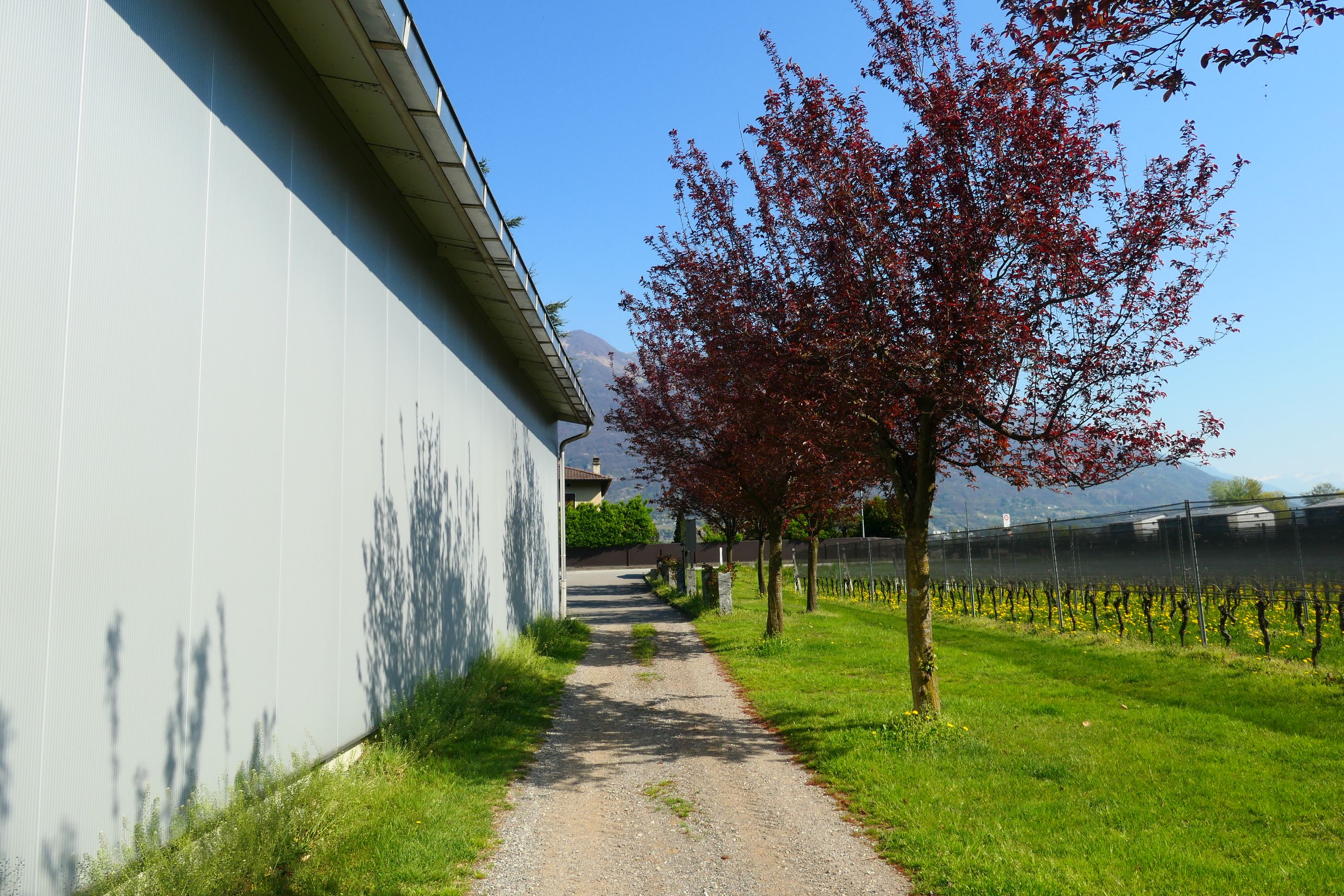 Bilder CANTINA IL CAVALIERE SA