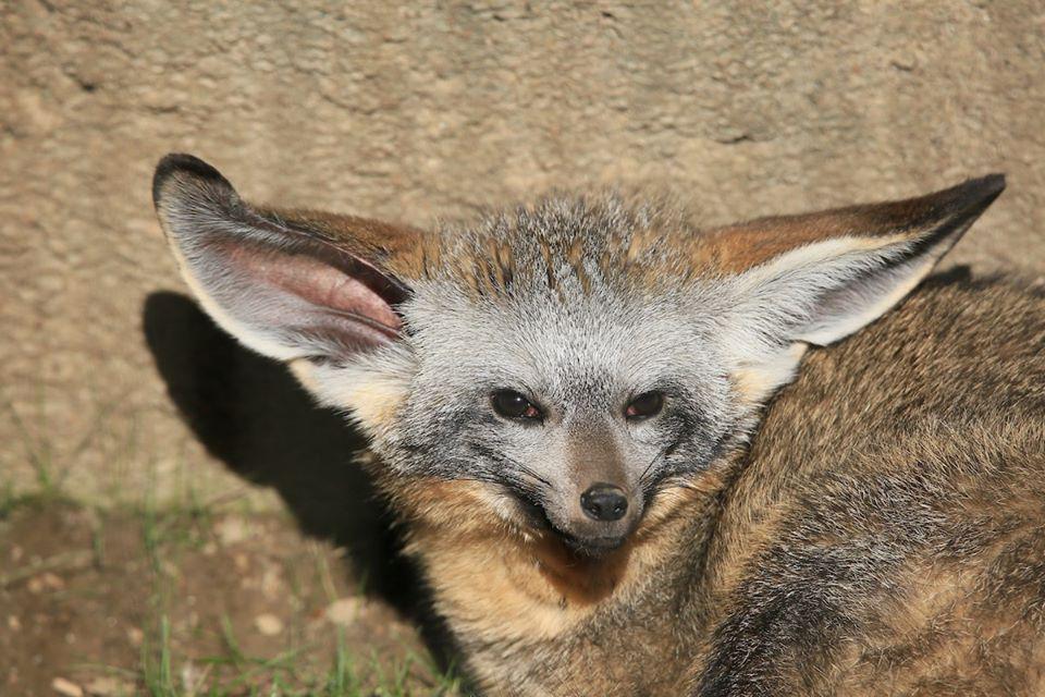 Memphis Zoo Photo