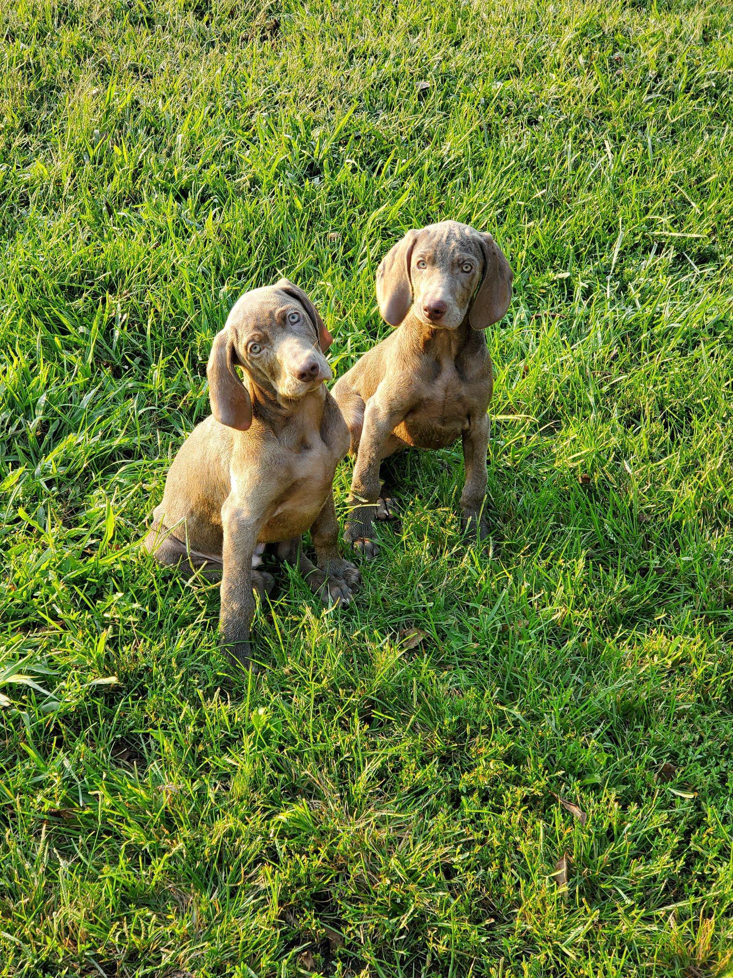 Blue store ridge weimaraner