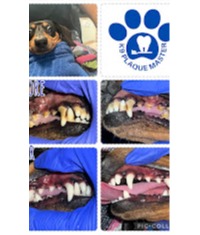 Images K9 Plaque Master Inc.