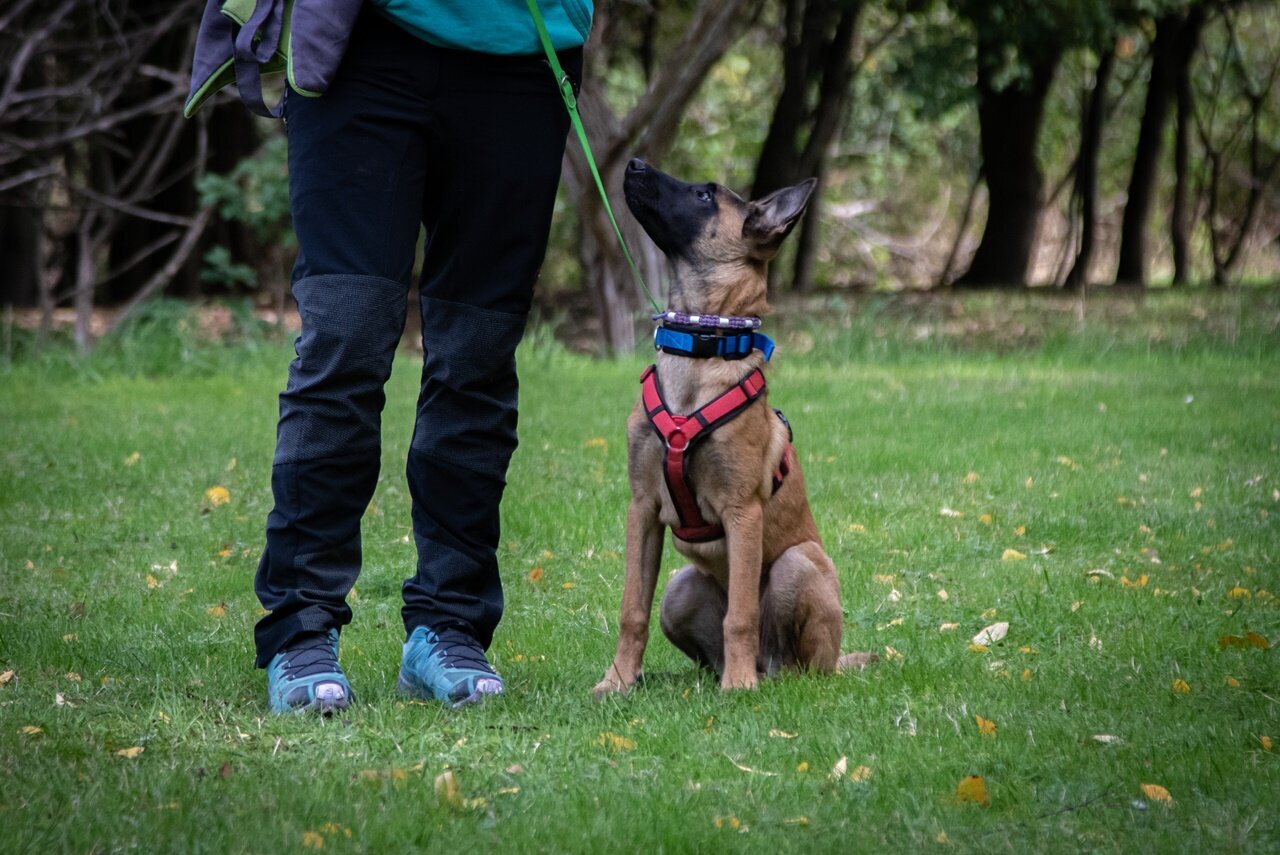 Hundetraining Zum Dream-Team in Castrop-Rauxel