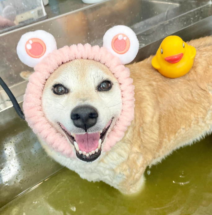 Images dog salon buku2