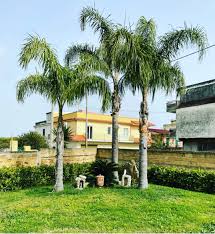 Images L'isola del verde