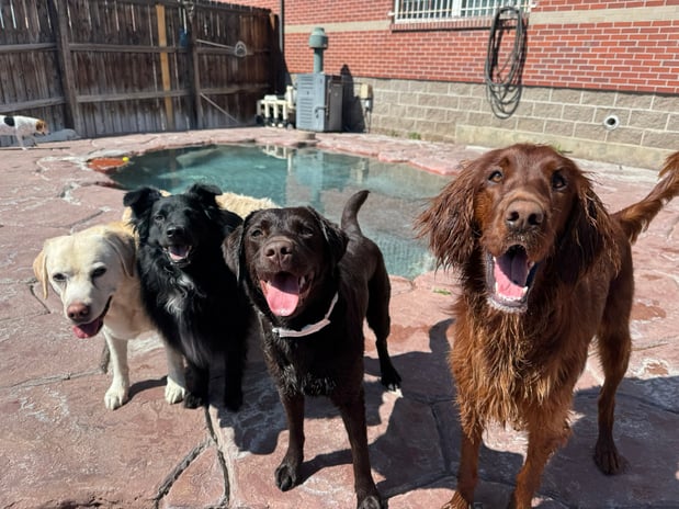 Images VCA Mountainview Animal Hospital & Pet Lodge