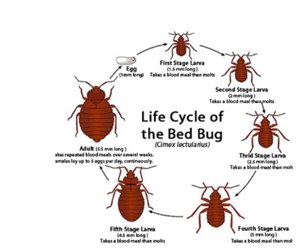 Image 2 | Long Island Bedbug Inspections