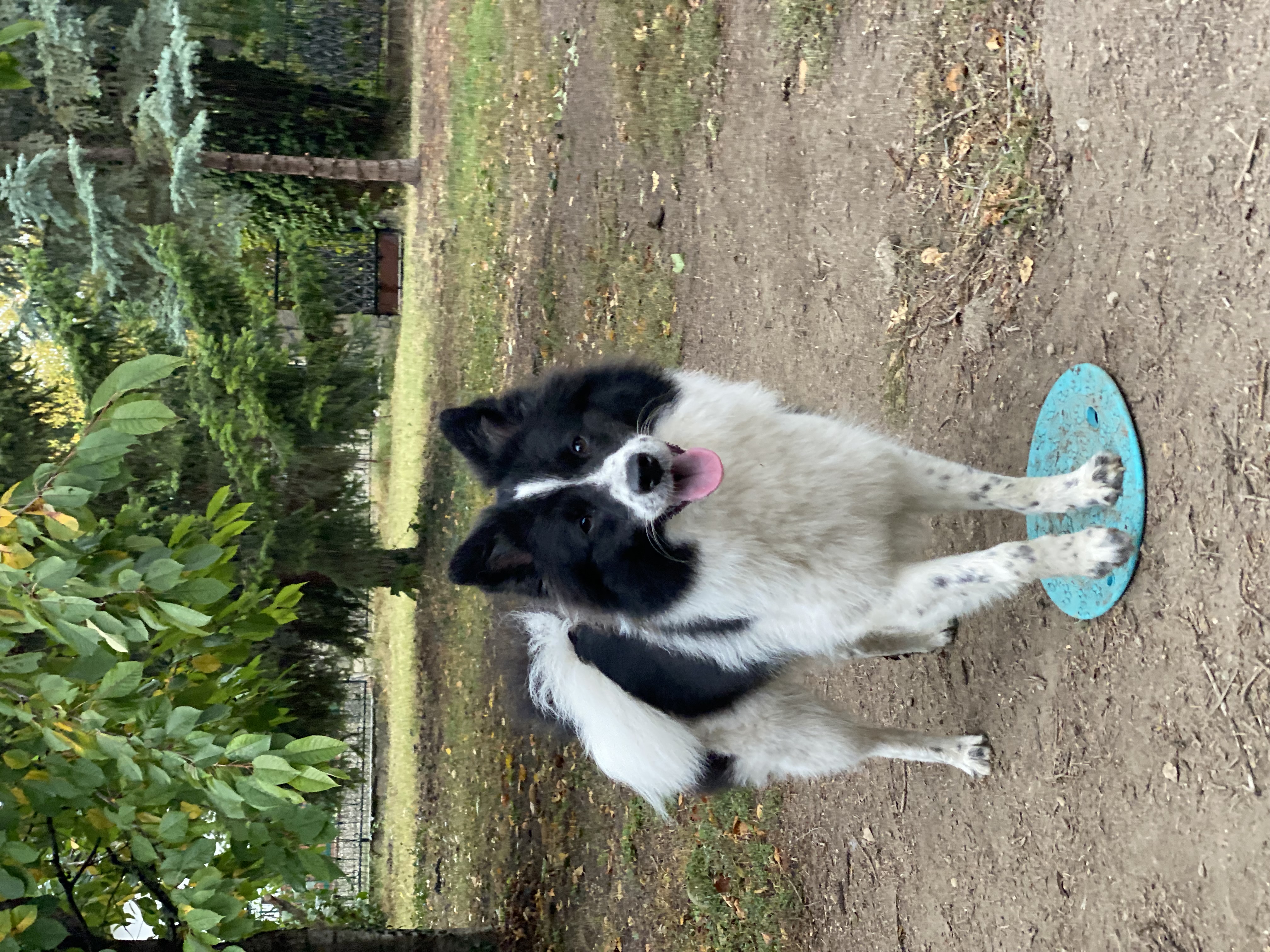 Bild 6 von Hundetraining nach Maß