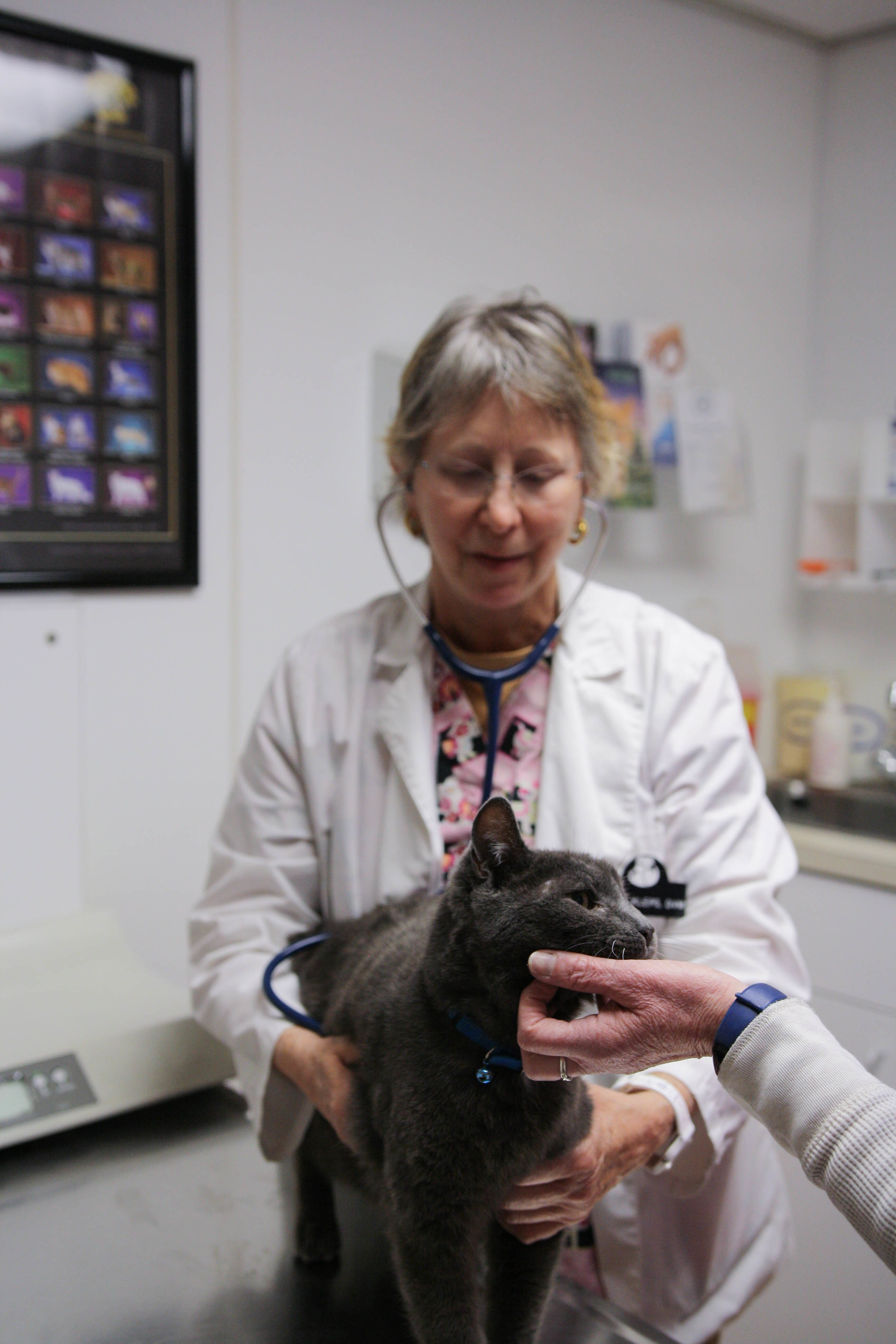 This kitty is well-behaved during her annual wellness exam! Here Dr. Kleps listens to her heart and lungs, and feels her abdominal region, checking for any abnormalities or areas of concern.