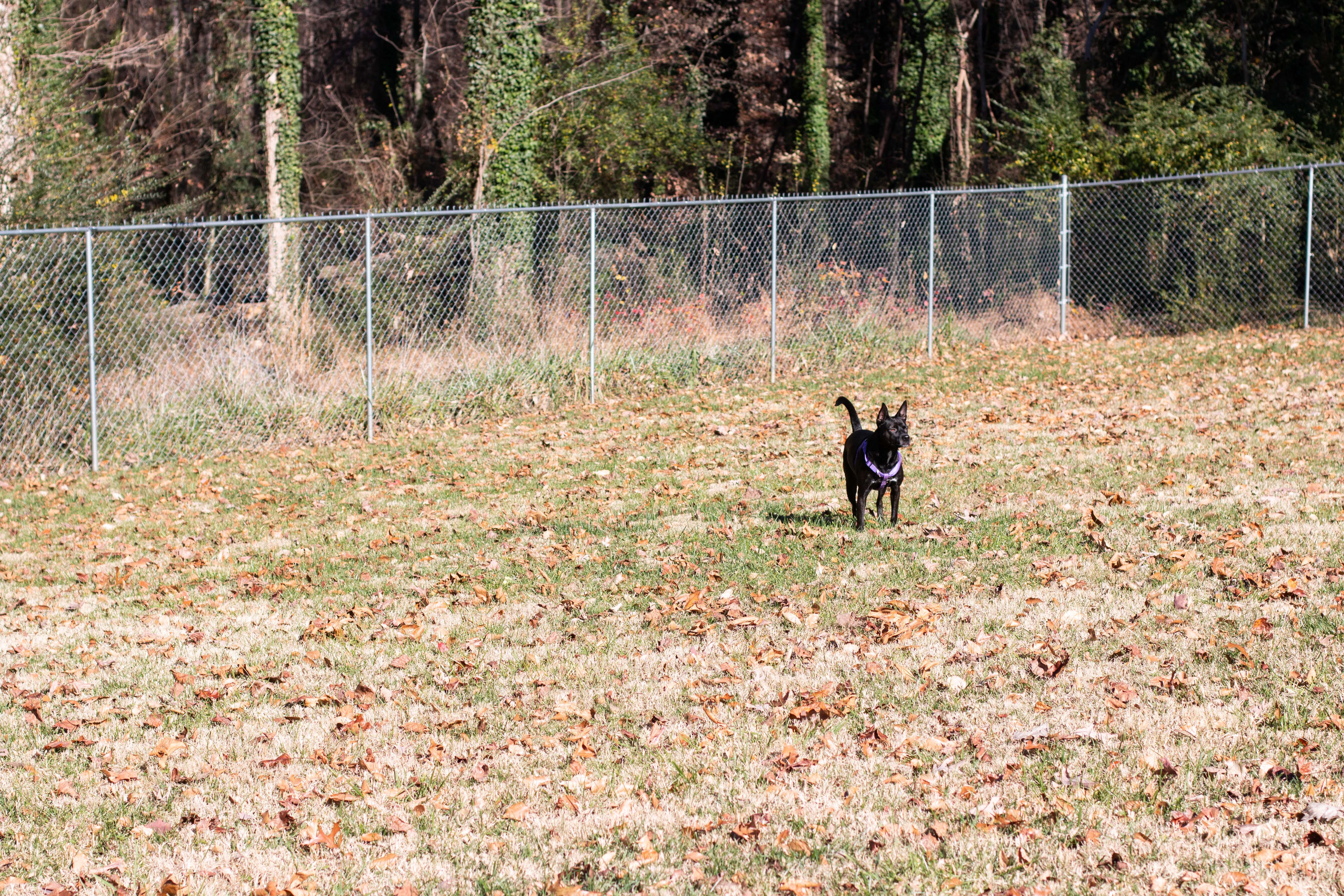 TotalBond Veterinary Hospital at Paw Creek Photo