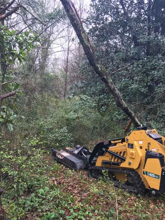 Images Allatoona Tree Company