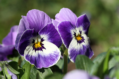 Gärtnerei Constantinescu, Steinflurweg 28 in Rosdorf