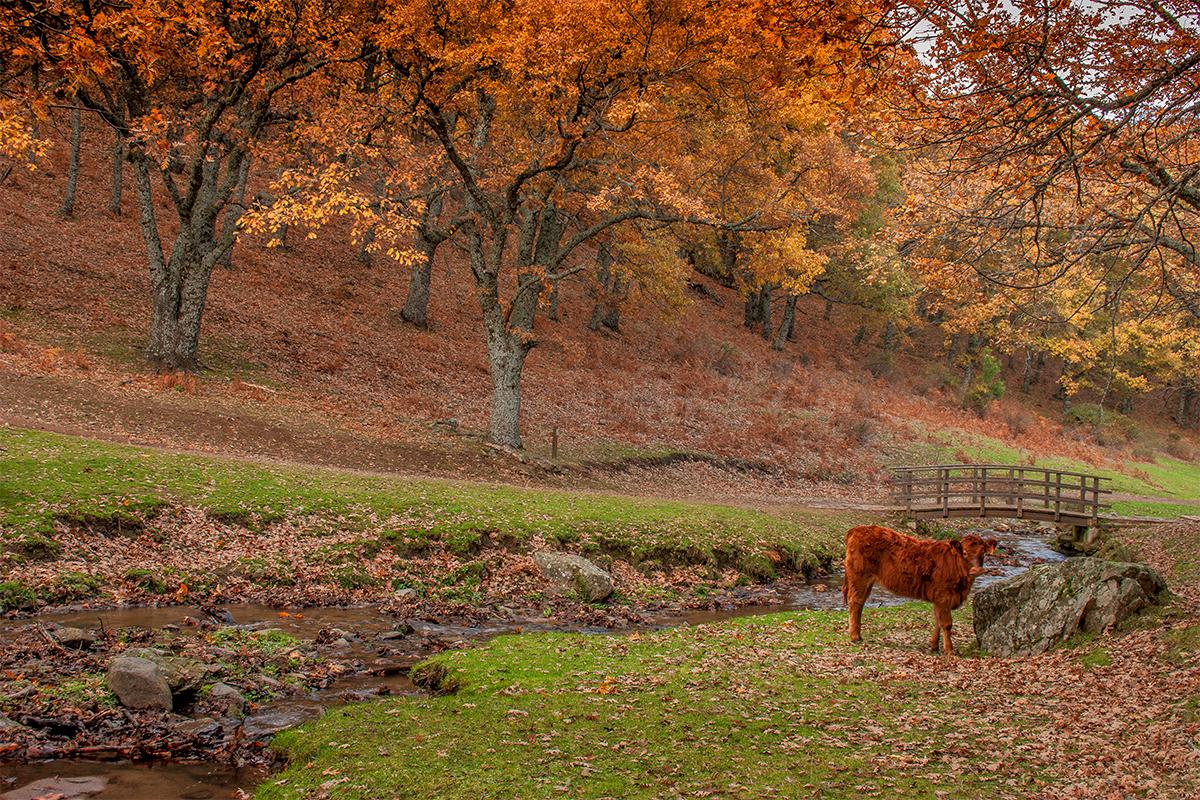 Images El Rincón de Iruelas