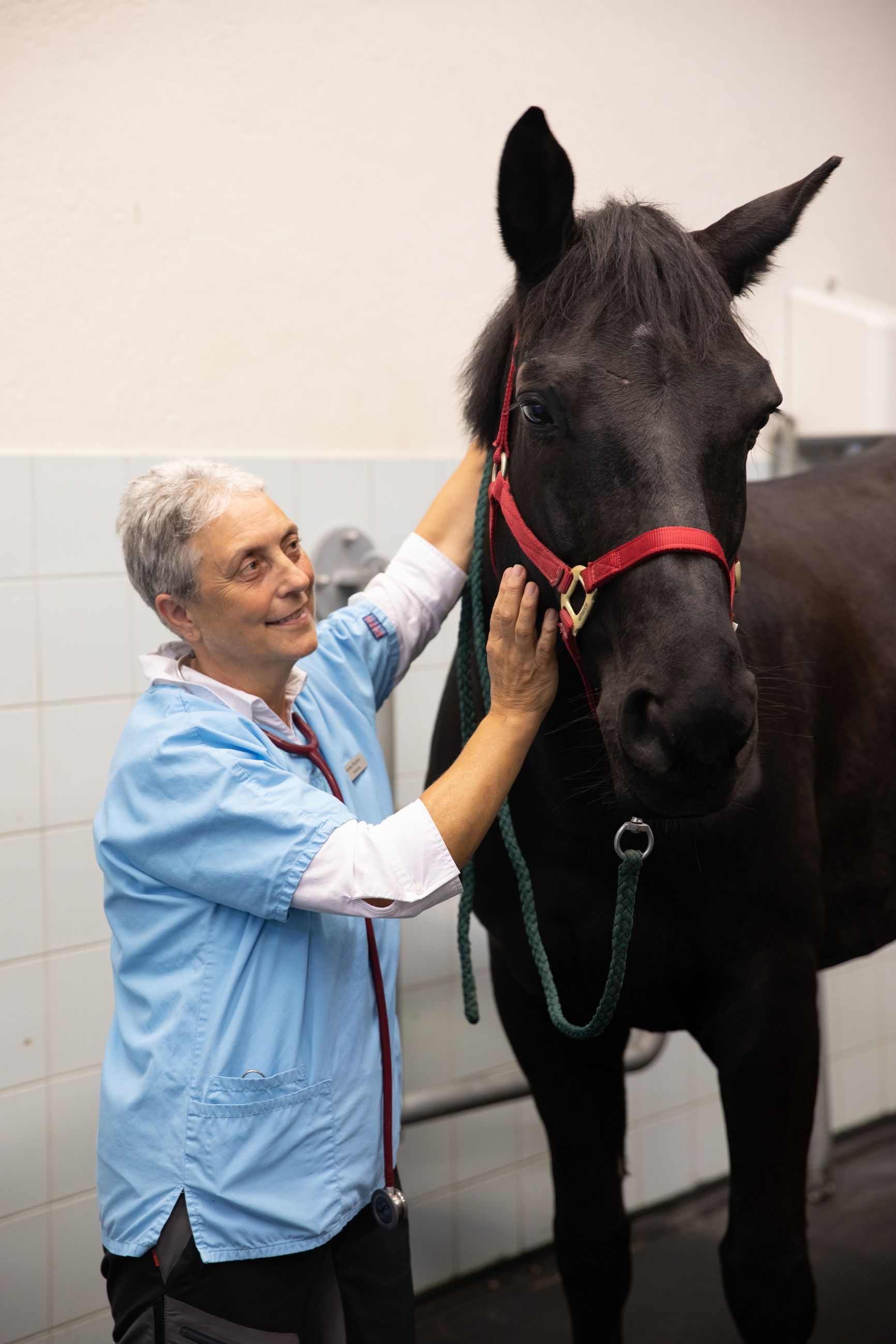 Bilder Tierklinik Leimental