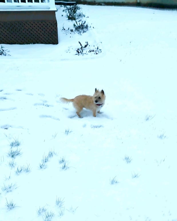 Images Matthew Maniscalco - State Farm Insurance Agent