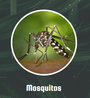 Mosquitoes are one of the greatest pest concerns of homeowners. Besides ruining a pleasant outdoor evening with their habit of biting everything in sight, they are known for their ability to spread diseases. Our technician will come out and fog your trees, plants, and any standing water that may be on your property. This fog works to kill not only any mosquitos but their larva, which will lower the mosquito population in your area. Ideally, during the spring and summer mosquito season, you should have your home fogged about every 10-15 days for best mosquito control results.