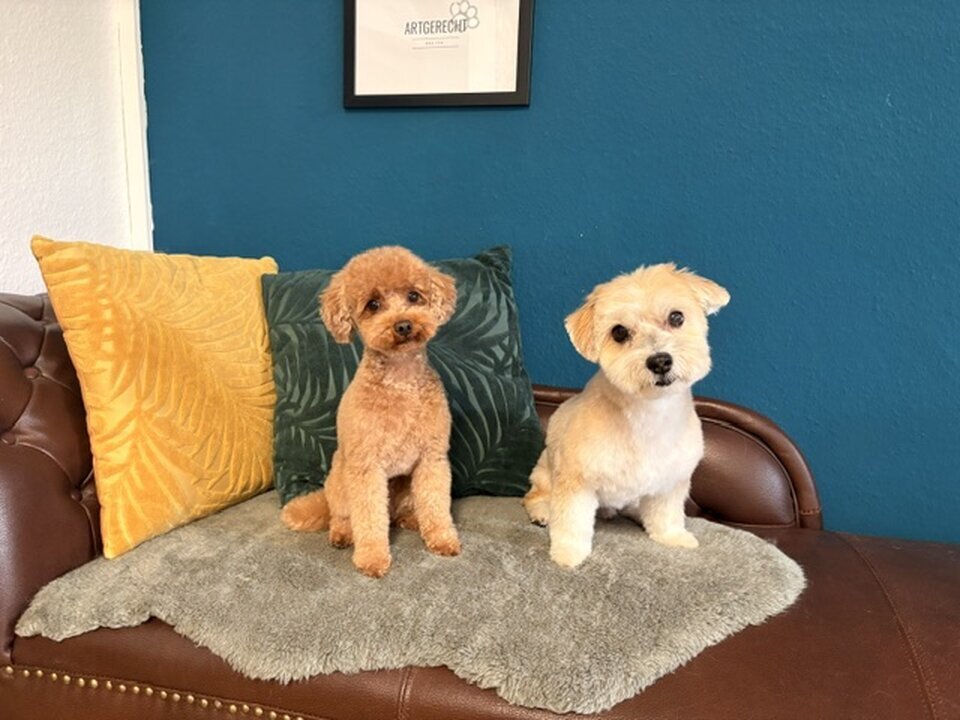 Artgerecht-dogspa, Gereonstraße 10 in Willich