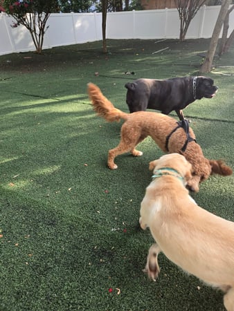 Images Wag Watchers DayCare & Spa